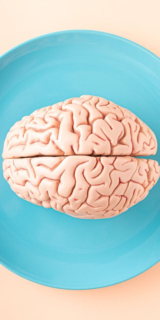 A human brain model placed on a blue plate, viewed from above against a pastel background.